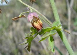 Attēlu rezultāti vaicājumam “Thalictrum flavum bud”