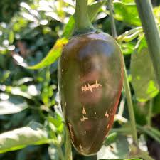 Afbeeldingsresultaat voor biker billy jalapeno hot pepper