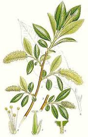 Attēlu rezultāti vaicājumam “Salix pentandra flower”