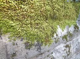 Attēlu rezultāti vaicājumam “Bryum funkii”