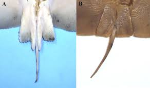 Image result for Gymnura micrura