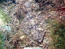 Image result for Platichthys flesus