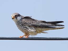 Image result for Falco amurensis