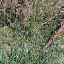 Attēlu rezultāti vaicājumam “Poa compressa”