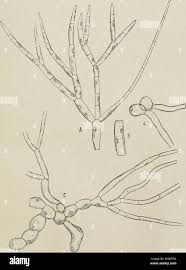 Attēlu rezultāti vaicājumam “Chaetophora pisiformis”