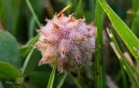 Attēlu rezultāti vaicājumam “Trifolium fragiferum flower”