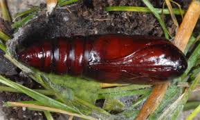 Attēlu rezultāti vaicājumam “Apamea remissa”