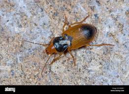 Attēlu rezultāti vaicājumam “Diachromus germanus”