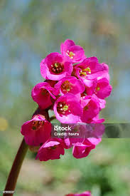 Image result for Bergenie