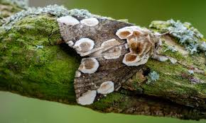 Attēlu rezultāti vaicājumam “Thyatira batis larva”