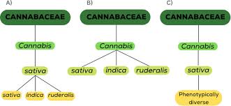 Attēlu rezultāti vaicājumam “Cannabaceae”