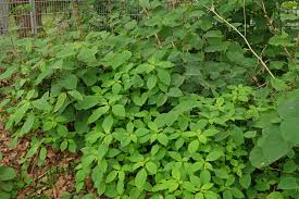 Attēlu rezultāti vaicājumam “Impatiens parviflora leaf”