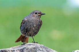 Attēlu rezultāti vaicājumam “Phoenicurus ochruros female”