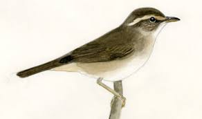 Image result for Phylloscopus schwarzi