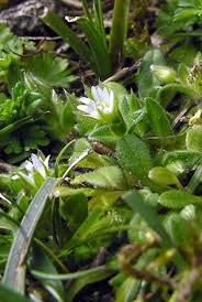 Attēlu rezultāti vaicājumam “Cerastium semidecandrum bud”