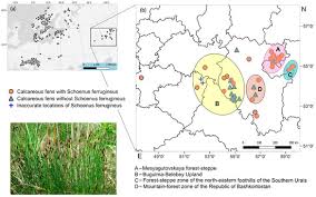 Attēlu rezultāti vaicājumam “Schoenus ferrugineus bud”