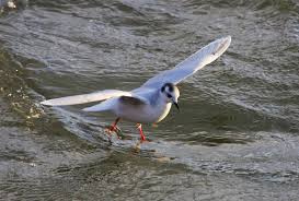 Attēlu rezultāti vaicājumam “Larus minutus”