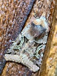 Attēlu rezultāti vaicājumam “Orthosia miniosa imago”