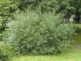 Attēlu rezultāti vaicājumam “Salix repens subsp. rosmarinifolia”