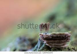 Attēlu rezultāti vaicājumam “Stemonitis axifera”