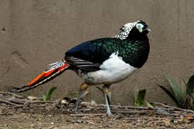 Image result for Chrysolophus amherstiae