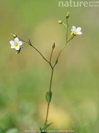 Attēlu rezultāti vaicājumam “Linum catharticum flower”