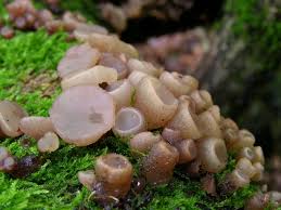 Attēlu rezultāti vaicājumam “Neobulgaria pura”