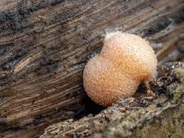 Attēlu rezultāti vaicājumam “Lycogala miserum macro”