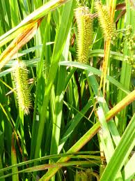 Attēlu rezultāti vaicājumam “Carex pseudocyperus male flower”