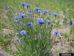 Image result for Centaurea cyanus