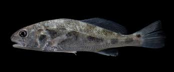 Image result for Sciaenops ocellatus