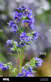 Attēlu rezultāti vaicājumam “Polemonium caeruleum flower”