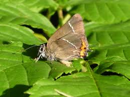 Attēlu rezultāti vaicājumam “Satyrium w-album”