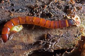 Attēlu rezultāti vaicājumam “Leiodidae larva”