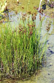 Attēlu rezultāti vaicājumam “Juncus compressus”