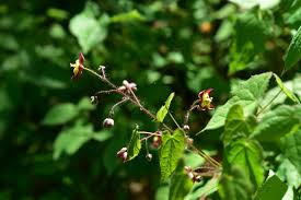 Attēlu rezultāti vaicājumam “Epimedium alpinum”