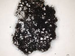 Attēlu rezultāti vaicājumam “Cystocoleus ebeneus”