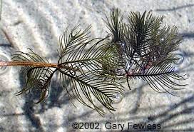 Attēlu rezultāti vaicājumam “Myriophyllum spicatum”