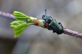 Attēlu rezultāti vaicājumam “Platycerus caraboides”