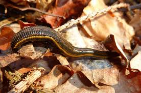 Attēlu rezultāti vaicājumam “Hirudinea”