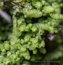 Attēlu rezultāti vaicājumam “Conardia compacta macro”