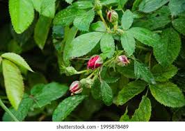 Attēlu rezultāti vaicājumam “Rosa majalis fruit”