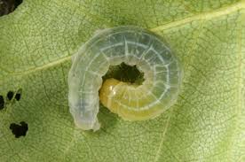 Attēlu rezultāti vaicājumam “Enargia paleacea”