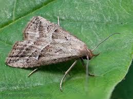 Attēlu rezultāti vaicājumam “Hypenodes humidalis”