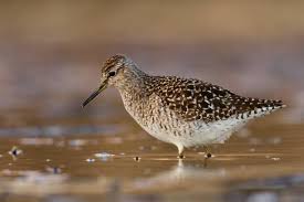 Attēlu rezultāti vaicājumam “Tringa glareola”