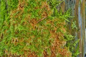 Attēlu rezultāti vaicājumam “Asterodon ferruginosus”