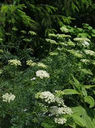 Attēlu rezultāti vaicājumam “Cenolophium denudatum leaf”