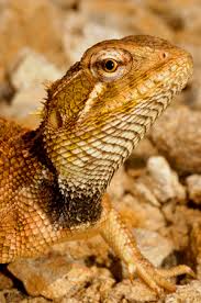 Attēlu rezultāti vaicājumam “Cribraria languescens”