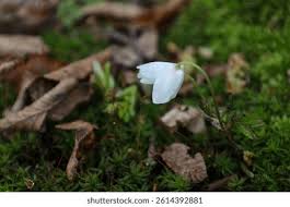 Attēlu rezultāti vaicājumam “Anemone nemorosa bud”