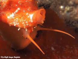 Attēlu rezultāti vaicājumam “Cribraria cancellata young”